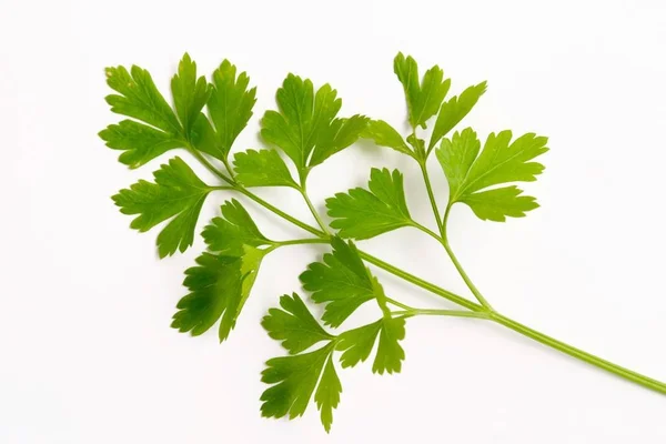 Green Leaves Parsley Isolated White — Stock Photo, Image