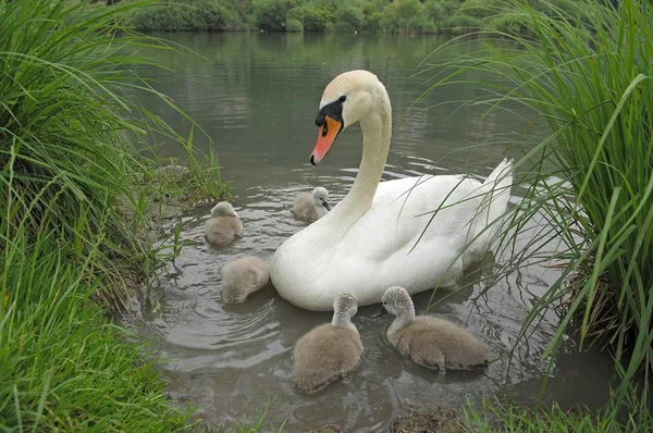 Family Of Swans Swimming In Lake — Stock Photo, Image