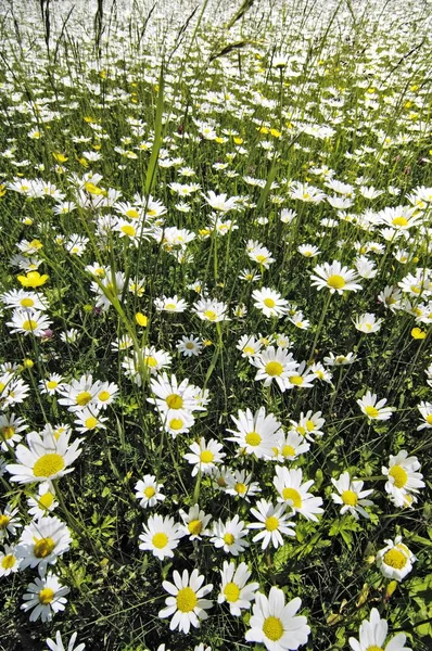 Sommermargeriten Leucanthemenblüten Feld — Stockfoto