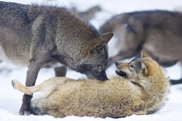 Lobos Canis Lúpus Inverno — Fotografia de Stock