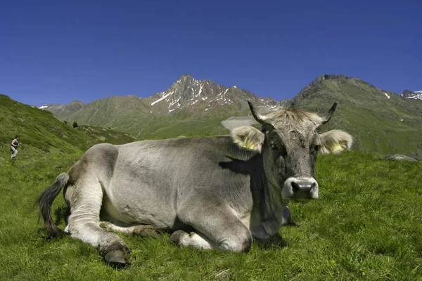 Krávy Pastvinách Zelené Trávy Louce — Stock fotografie