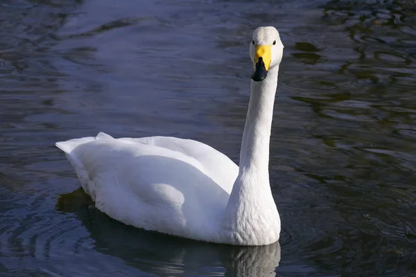 Whooper swan swimming — Stock Photo, Image