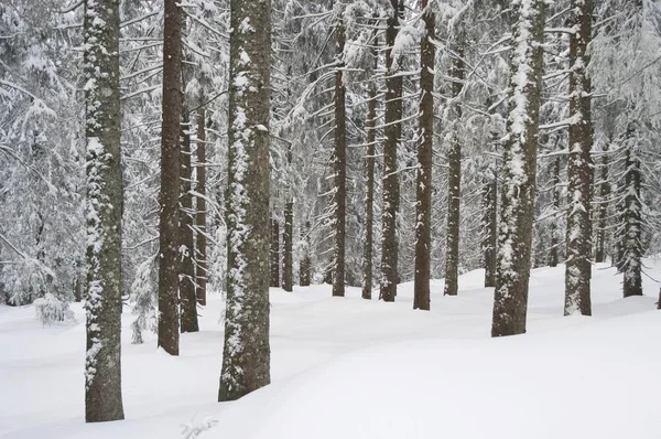 Árvores nevadas na floresta — Fotografia de Stock