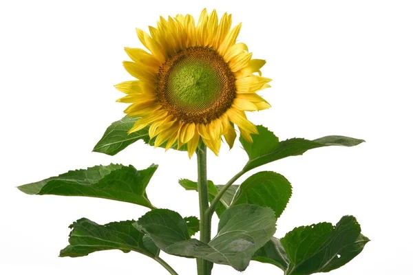 Schöne Blüten Gelbe Sonnenblumen Und Grüne Blätter — Stockfoto