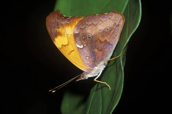 Epiphile 蝶の緑の草の葉の上に座ってください — ストック写真