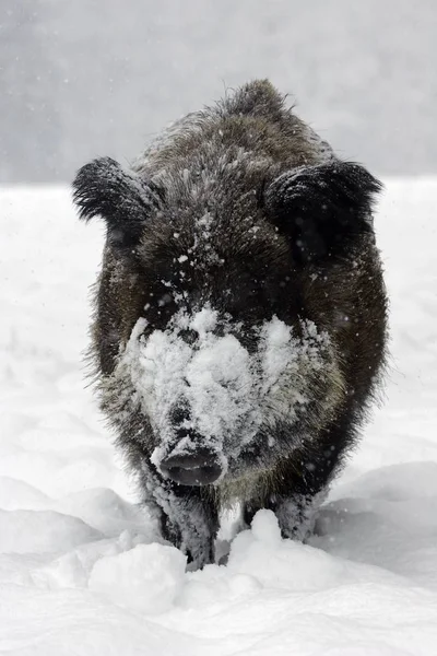 Wild boar pig in snow — Stock Photo, Image