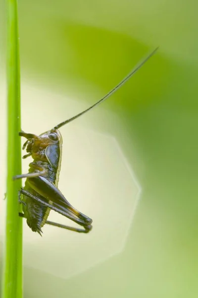 Close Grasshopper Chorthippus Parallelus Sentado Folha — Fotografia de Stock