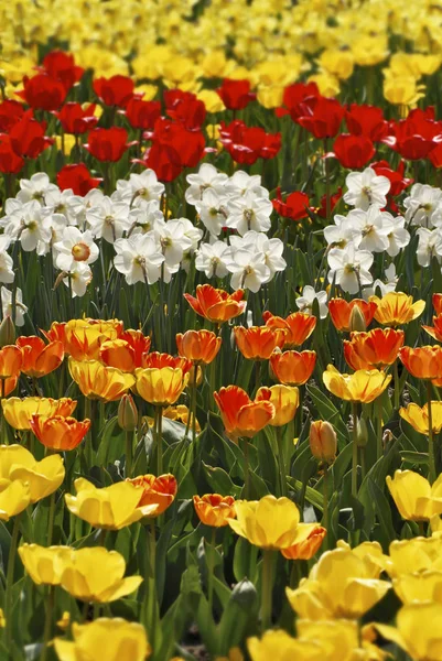 Tulipas Narcisos Flores Jardim — Fotografia de Stock