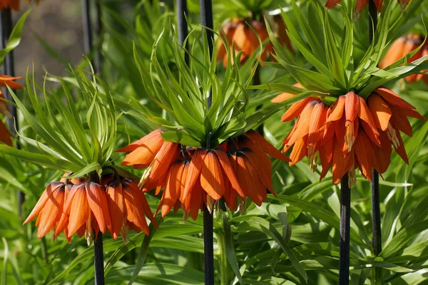 オレンジ色のクラウン インペリアル花 バイモ Imperialis 顕花植物 — ストック写真