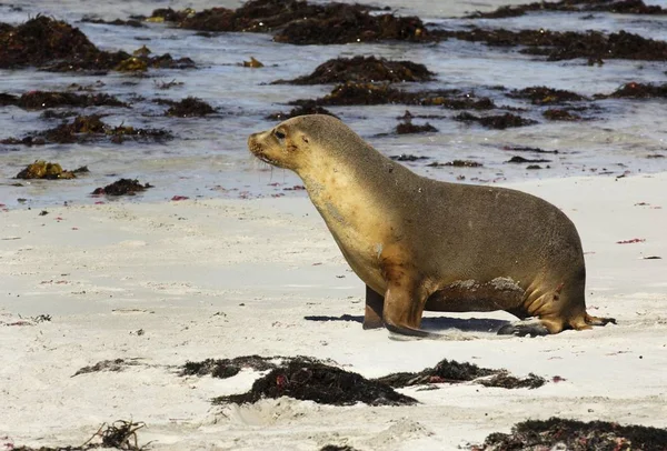 Australian Sea Lion Neophoca Cinerea Seal Bay Kangaroo Island Australia — Stock Photo, Image