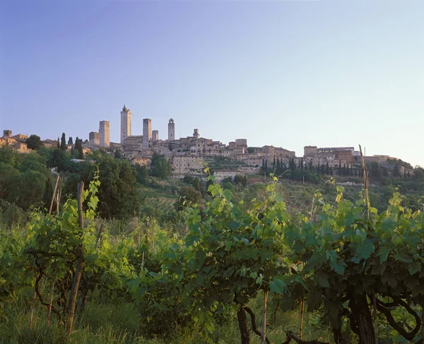 Grape Vine Plantation Tuscany Italy Europe — Stock Photo, Image