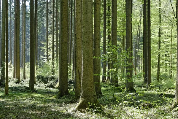 Forêt Feuillus Printemps — Photo