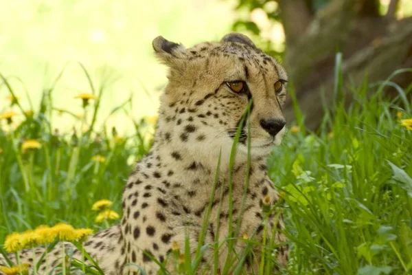 Cheetah Acinonyx Jubatus Дикая Кошка Лежит Зеленой Траве — стоковое фото