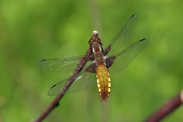 Chaseur Large Corps Femelle Libellula Depressa — Photo