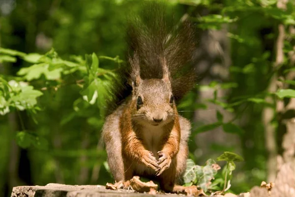 Σκίουρο Sciurus Vulgaris Στο Δάσος — Φωτογραφία Αρχείου