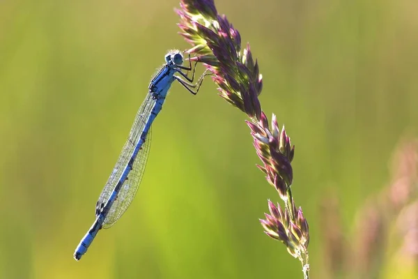 Блакитні Рівнокрилі Бабки Coenagrion Сидить Квітці — стокове фото