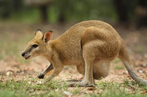 Fürge Wallaby Macropus Agilis — Stock Fotó