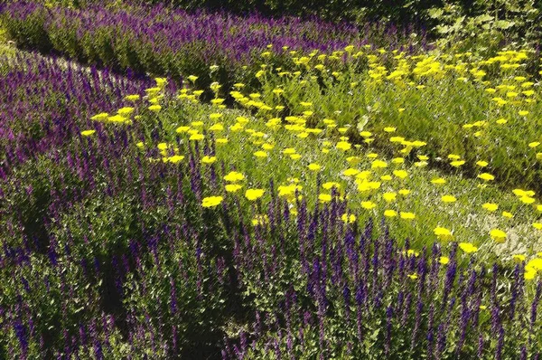 Rostoucí Letní Květiny Louce Barevné Rostliny — Stock fotografie