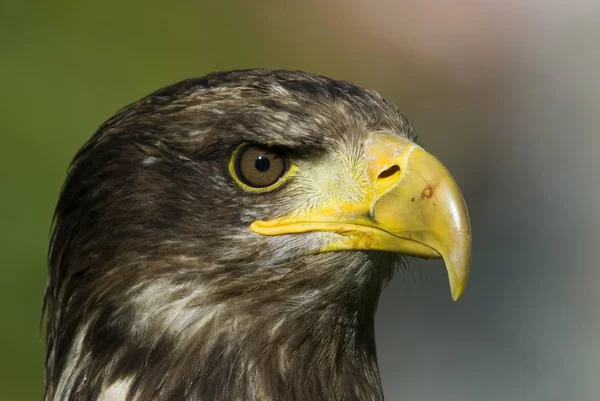 Águila Haliaeetus Albicilla Primer Plano Retrato Cabeza —  Fotos de Stock