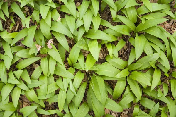 Bawang Putih Beruang Allium Ursinum — Stok Foto