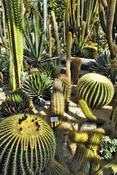 Diverse Piante Cactus Primo Piano — Foto Stock