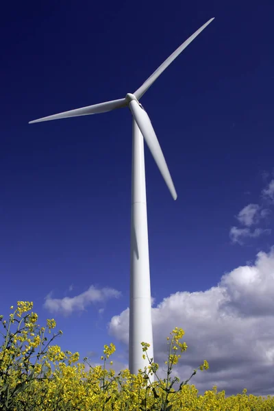 Wind Wiel Een Bloeiende Verkrachting Veld Sleeswijk Holstein Duitsland Europa — Stockfoto