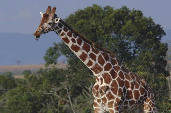 Somali Girafa Girafa Camelopardalis Reticulataparque Nacional Samburu — Fotografia de Stock