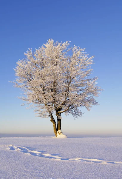 Fagus Sylvatica Boom Sneeuwlandschap Winterseizoen — Stockfoto