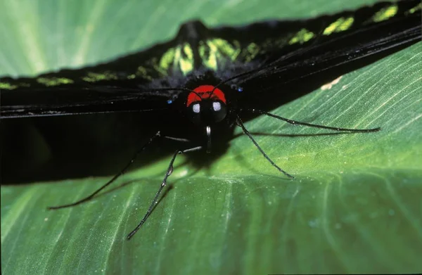 Rajah Brooke Birdwing Trogonoptera Brookiana Albescens Malaysia — Fotografia de Stock