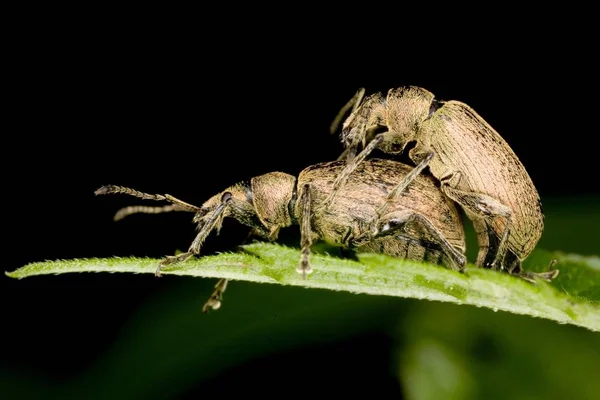 Айна алдында жеке жалаңаш қыздар Үлкен және үлкен сиқыр