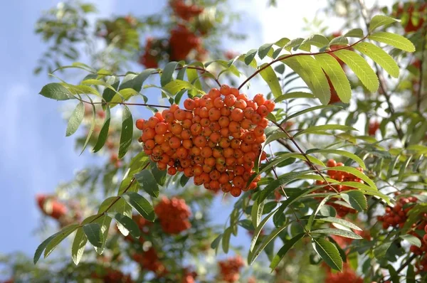 Üvez Meyveleri Ağaç Dalları Sorbus Aucuparia Üzerinde — Stok fotoğraf