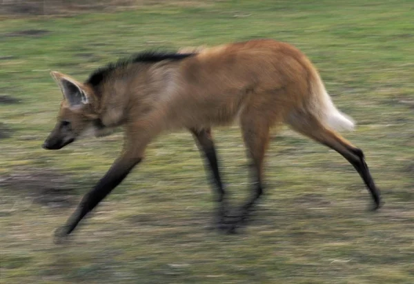 Lobo Crin Chrysocyon Chrysocon — Foto de Stock