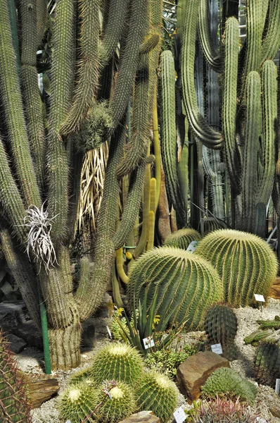 Varie Piante Cactus Crescita — Foto Stock