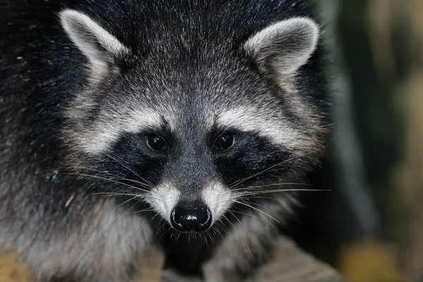 Rakun Procyon Lotor Yakın Çekim — Stok fotoğraf