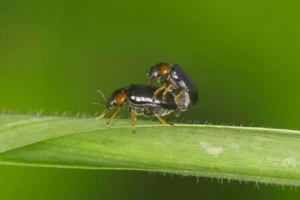 Gastrophysa Polygoni Sobre Hierba Verde —  Fotos de Stock