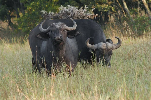 Buffalo Africano Syncerus Caffer Samburu Kenya Africa — Foto Stock