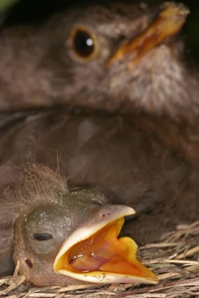 Blackbird Com Jung Passarinho Faminto Ninho — Fotografia de Stock