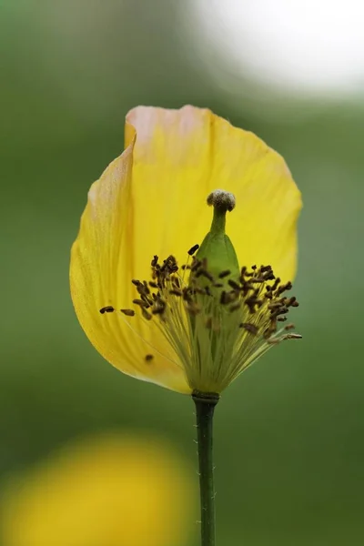 Welsh Poppy Meconopsis Cambrica Germany — Stock Photo, Image