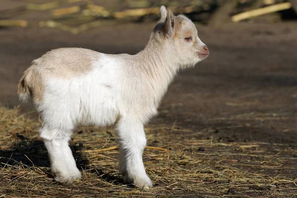 Young Domestic Goat Capra Hircus — Stock Photo, Image