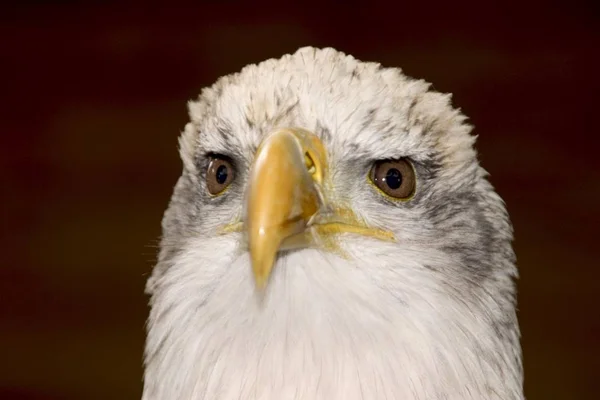 Haliaeetus Leucocephalus Bird Bald Eagle — Stock Photo, Image