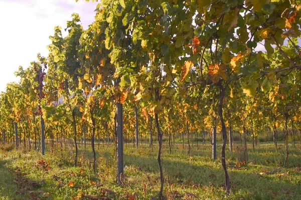 Weinblatt Herbst — Stockfoto