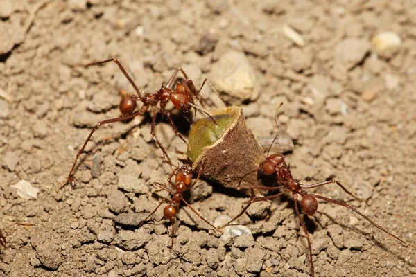Mrówki Costa Rica Ameryka Północna — Zdjęcie stockowe