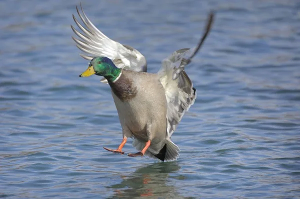 Duck flying above water — Stock Photo, Image