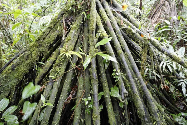 Roots Palm Rainforest Rara Avis Costa Rica North America — Stock Photo, Image