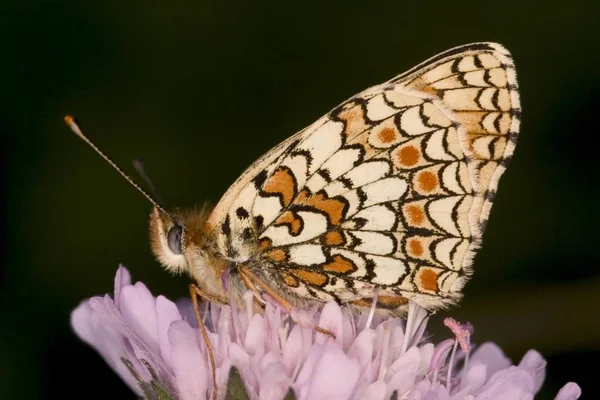 Красивая Бабочка Mellifa Athalia Цветке — стоковое фото