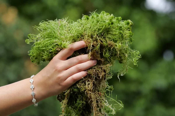 Женская Рука Трогает Мох Sphagnum Sphagnum Spec — стоковое фото