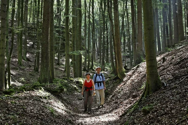 Caminhante Trilha Florestal Mhlbach Alto Palatinado Baviera Alemanha — Fotografia de Stock