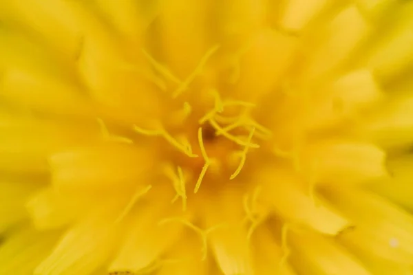 Жовта Квітка Senacio Jacobaea Крупним Планом — стокове фото