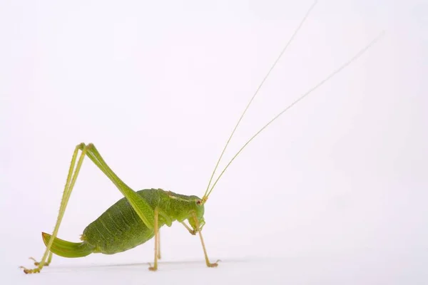 Bush Cricket Inseto Leptophyes Punctatissima — Fotografia de Stock