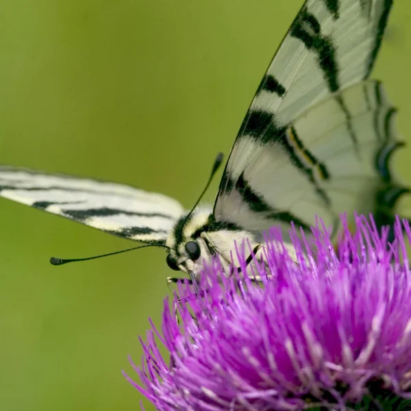 Iphiclides Podalirius Mariposa Insecto Sobre Flor Púrpura — Foto de Stock